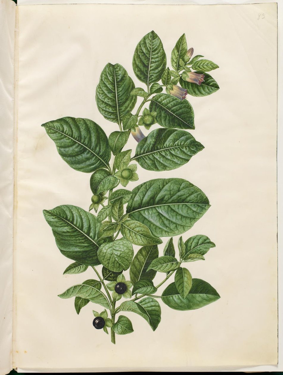 Atropa belladonna (hunajamarja) tekijältä Hans Simon Holtzbecker