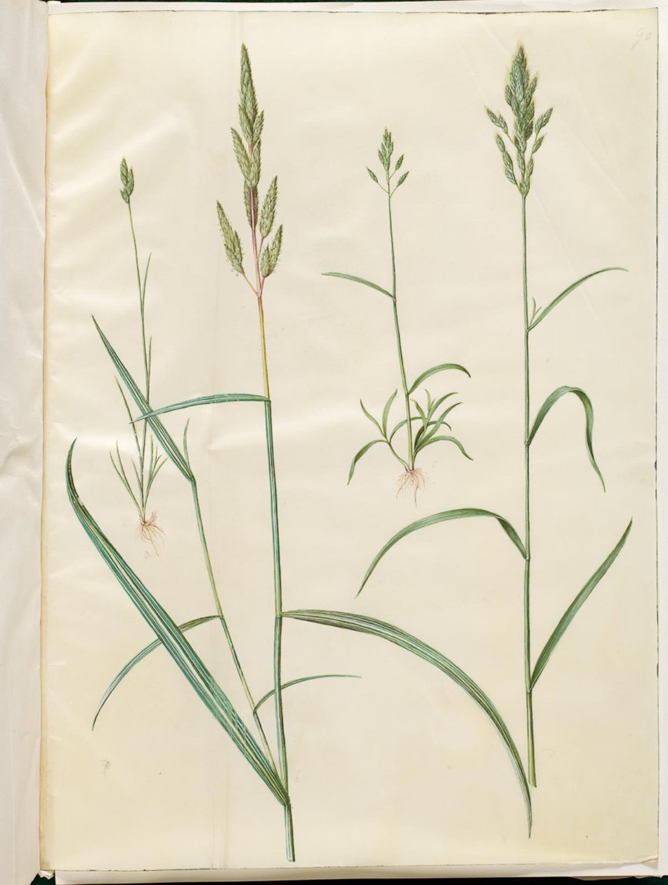 Bromus ohra (blød hejre); Phalaris arundinacea tekijältä Hans Simon Holtzbecker