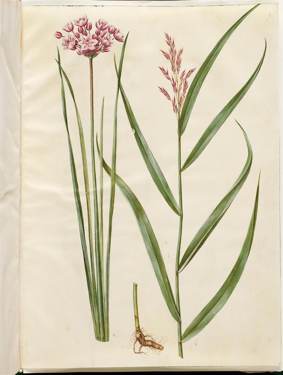Butomus umbellatus (morsiankynttilä); Phragmites australis (tavallinen ruoko) tekijältä Hans Simon Holtzbecker