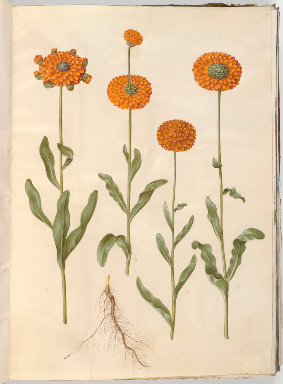 Calendula officinalis (puutarha kehäkukka) tekijältä Hans Simon Holtzbecker