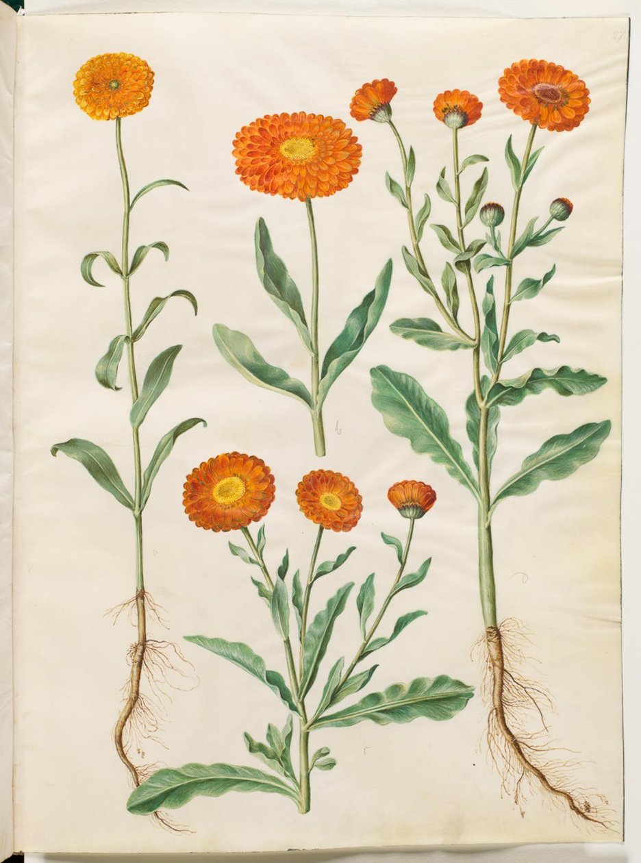 Calendula officinalis (puutarha kehäkukka) tekijältä Hans Simon Holtzbecker