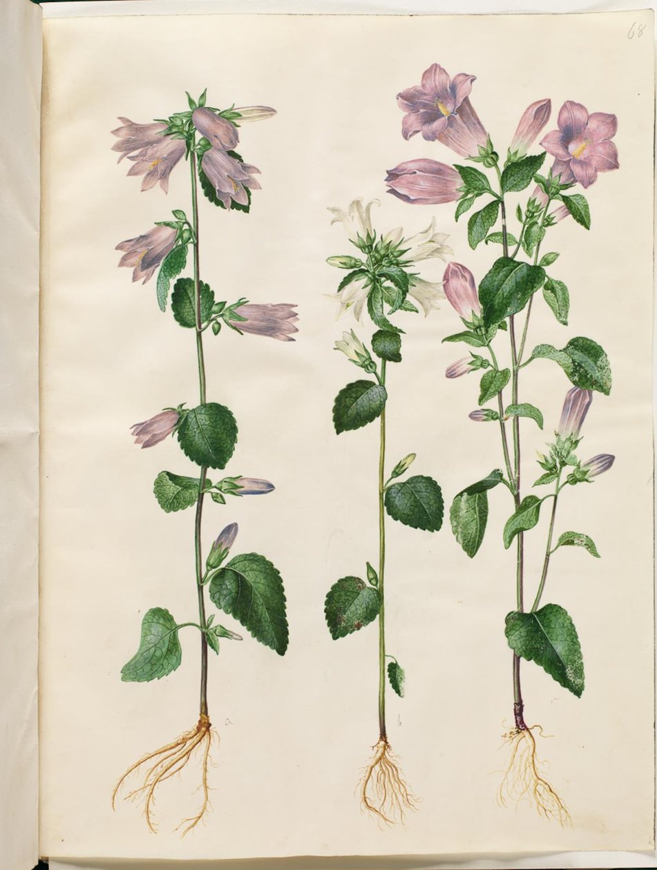 Campanula trachelium (nokkoskello); Campanula medium (Marien kello) tekijältä Hans Simon Holtzbecker