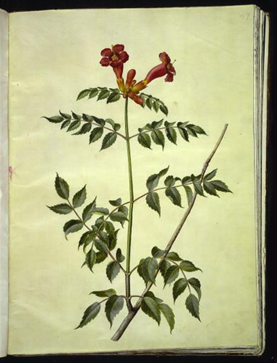 Campsis radicans (tavallinen trumpetinkukka) tekijältä Hans Simon Holtzbecker