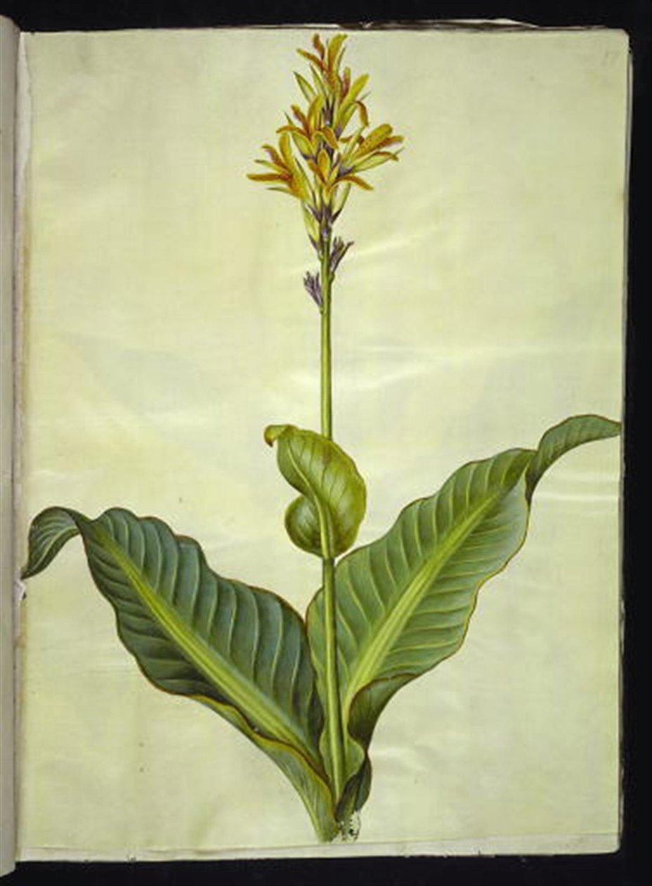 Canna indica (syötävä canna) tekijältä Hans Simon Holtzbecker