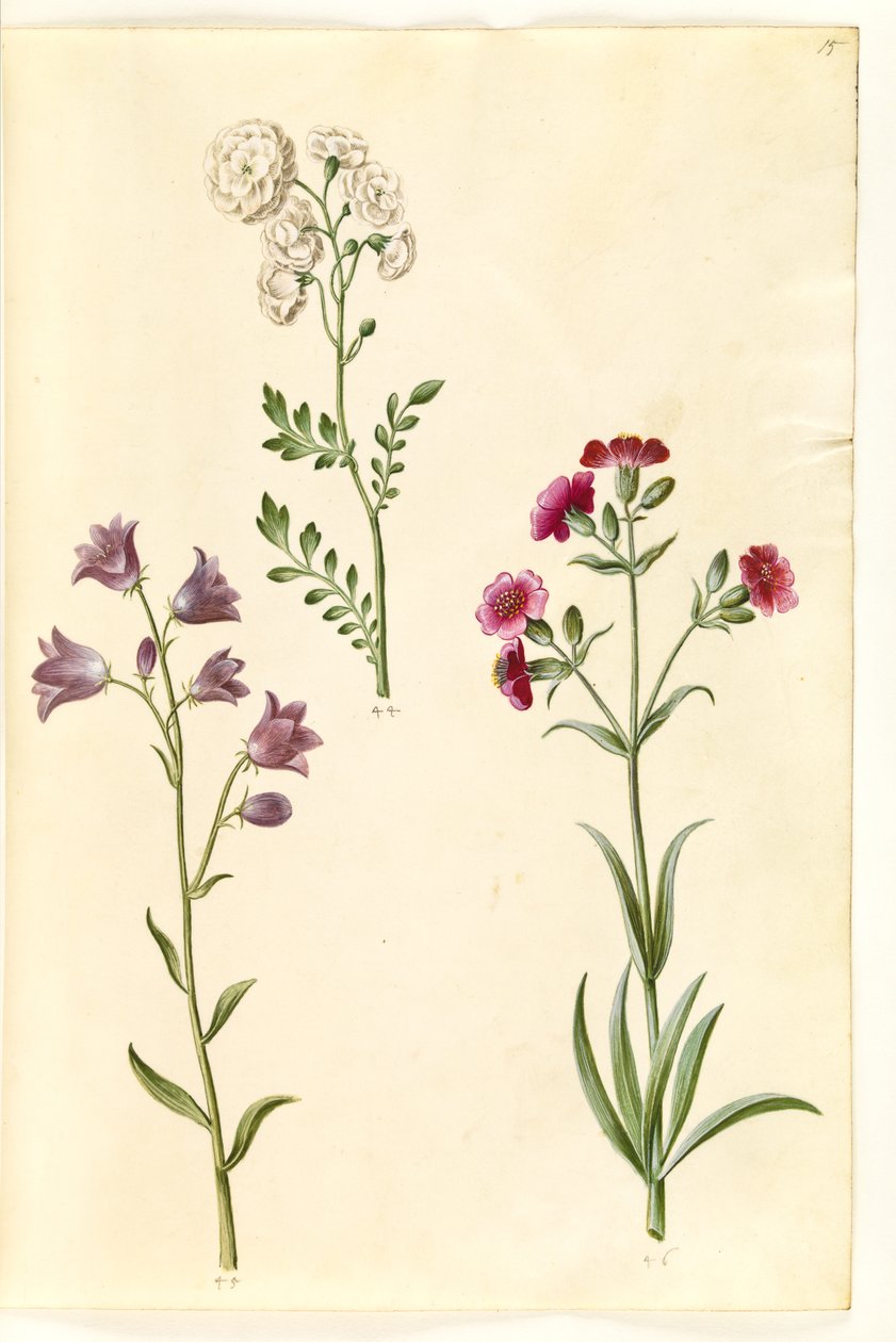 Cardamine pratensis (niittykrassi); Campanula rotundifolia (?) (kärsimyskello); Silene vulgaris (?) (rakkokoi) tekijältä Hans Simon Holtzbecker