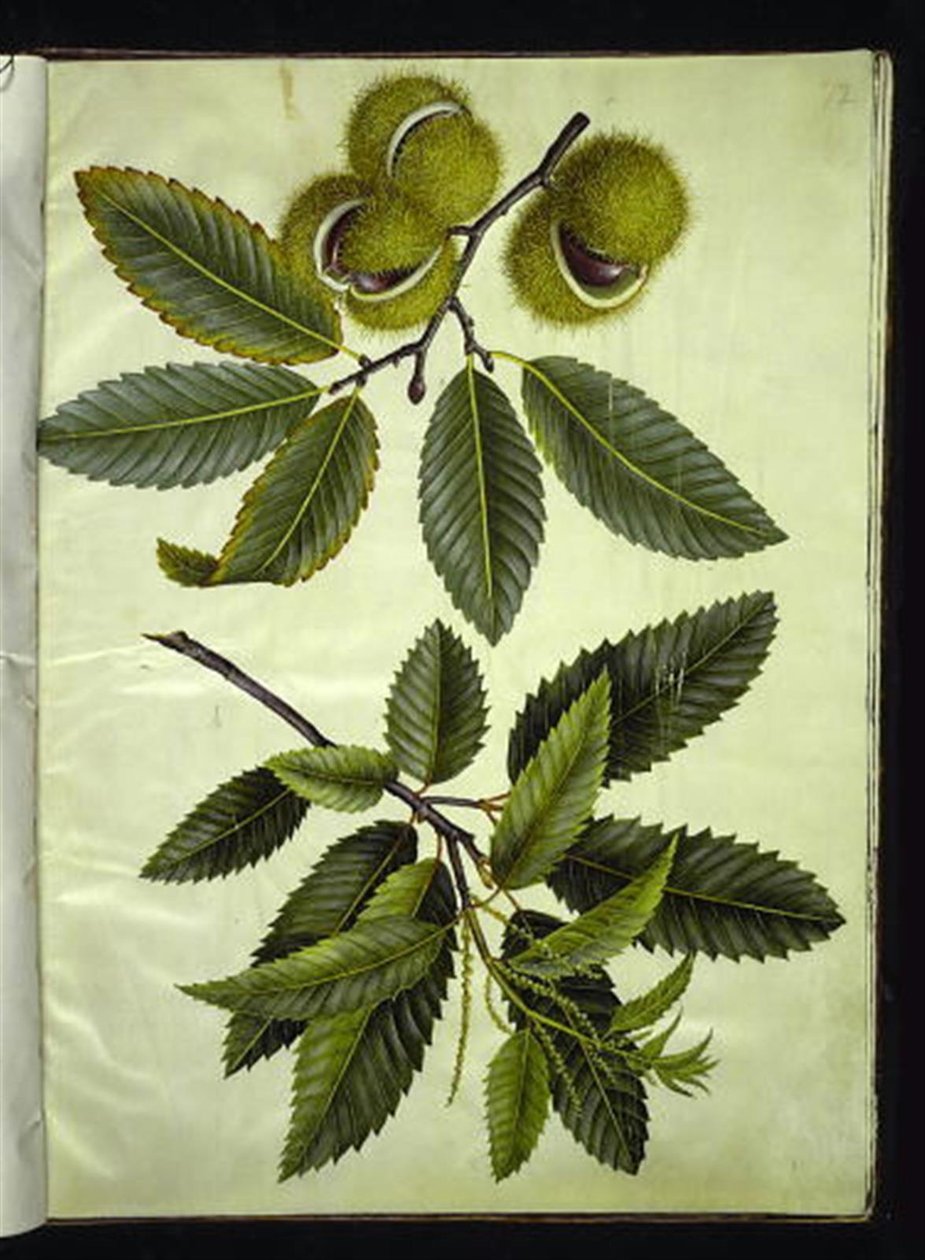 Castanea sativa (aito kastanja) tekijältä Hans Simon Holtzbecker
