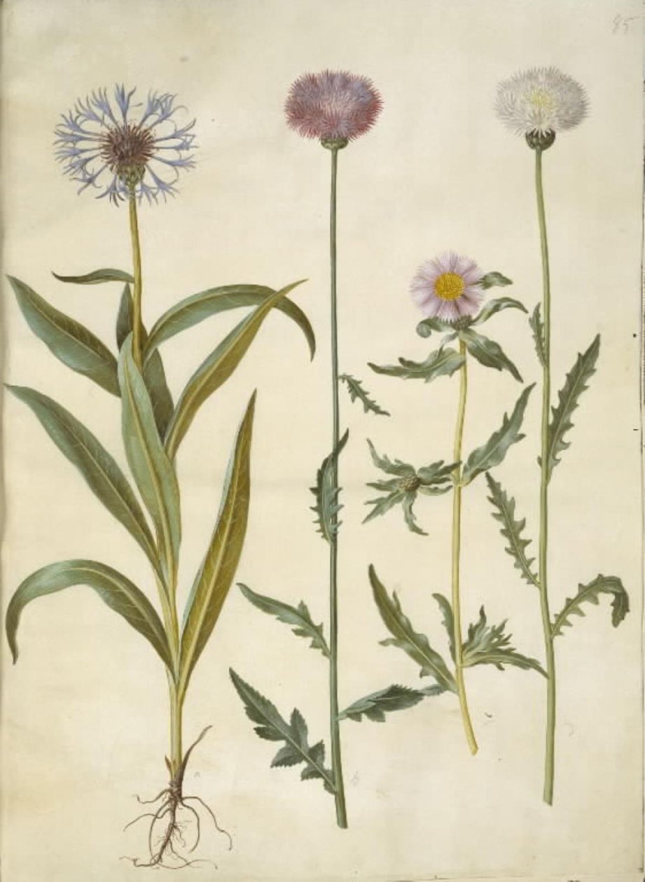 Centaurea montana (vuorisolmu); Amberboa moschata (tuoksu sulttaani) tekijältä Hans Simon Holtzbecker