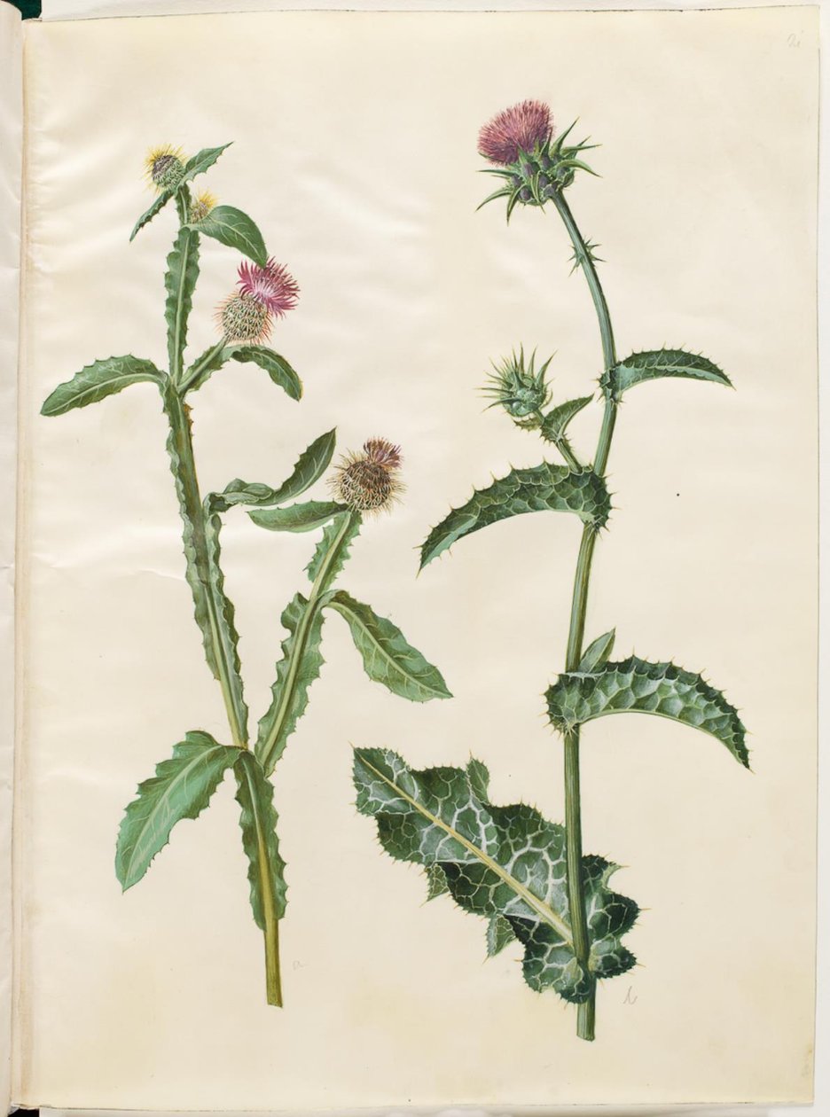 Centaurea seridis; Silybum marianum (tavallinen maitoohdake) tekijältä Hans Simon Holtzbecker