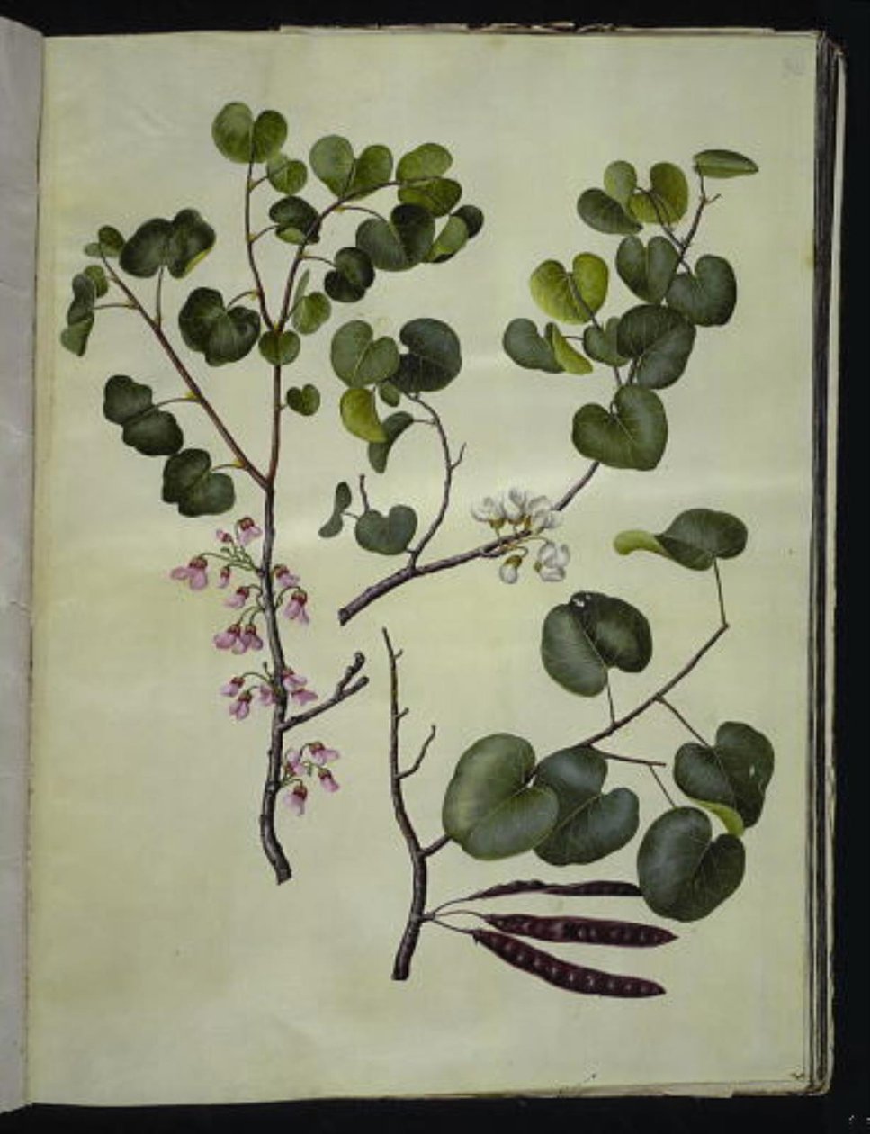 Cercis siliquastrum (almindelig judastræ) tekijältä Hans Simon Holtzbecker