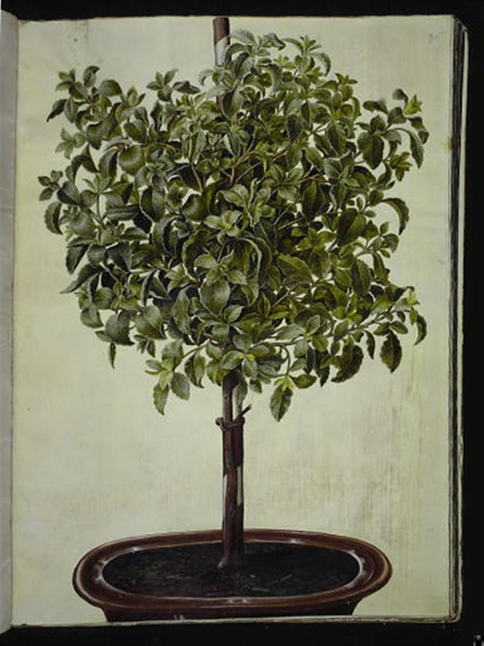 Liitukausi (kreta-soløjtræ) tekijältä Hans Simon Holtzbecker