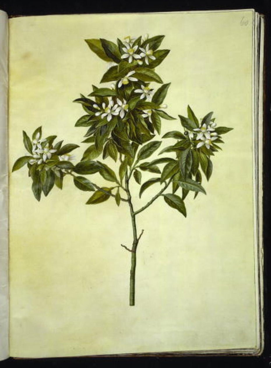 Citrus aurantium (oranssi) tekijältä Hans Simon Holtzbecker