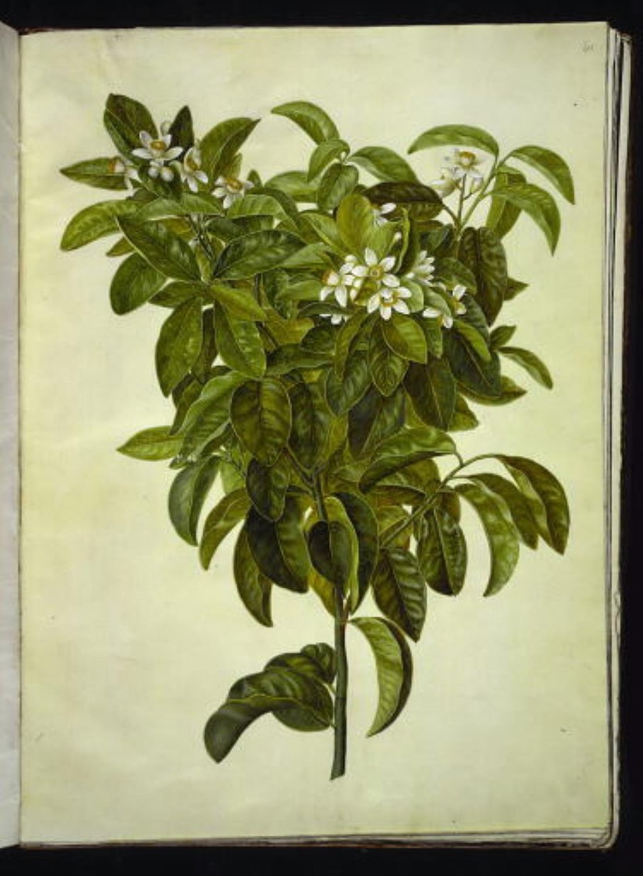 Citrus limon (tavallinen sitruuna) tekijältä Hans Simon Holtzbecker