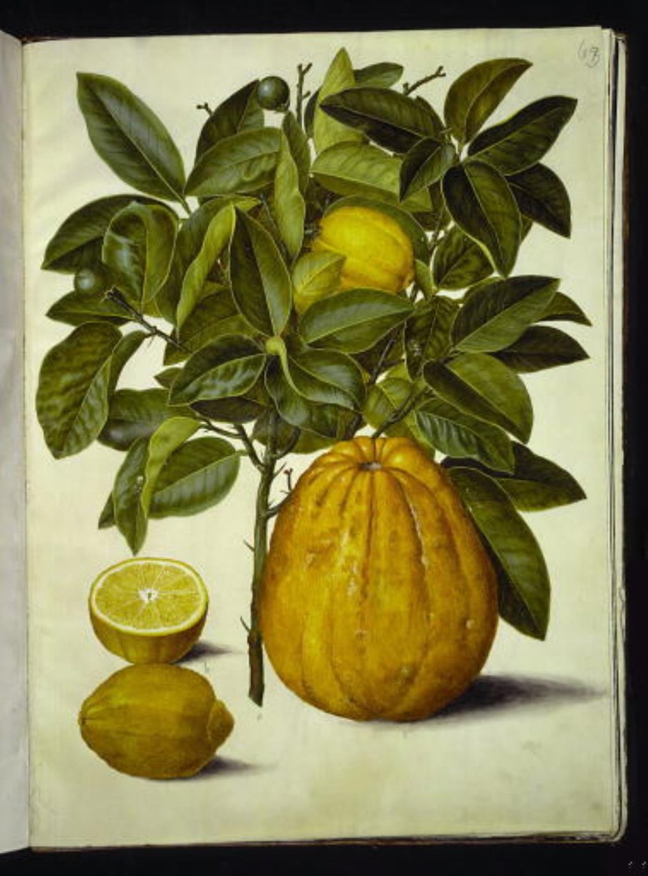Citrus limon (tavallinen sitruuna); Citrus maxima (greippi) tekijältä Hans Simon Holtzbecker