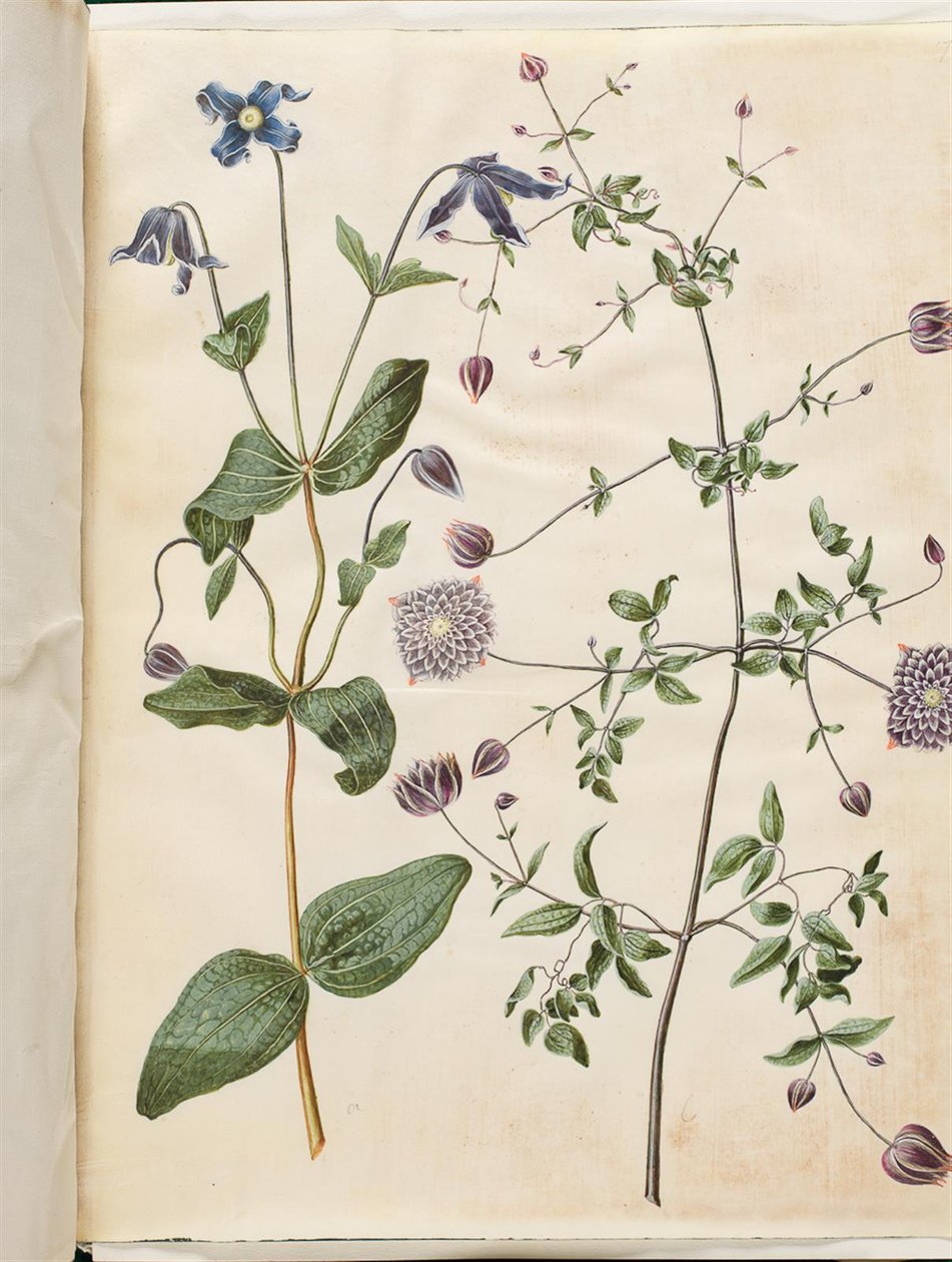Clematis integrifolia (sininen monivuotinen klematis); Clematis viticella (italialainen köynnös) tekijältä Hans Simon Holtzbecker