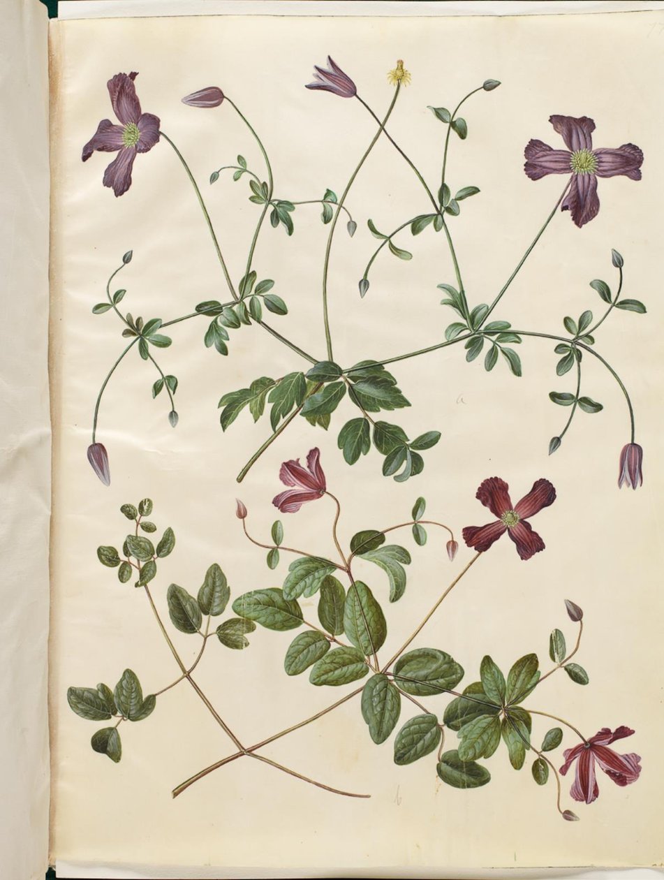 Clematis viticella (italialainen skovranke) tekijältä Hans Simon Holtzbecker