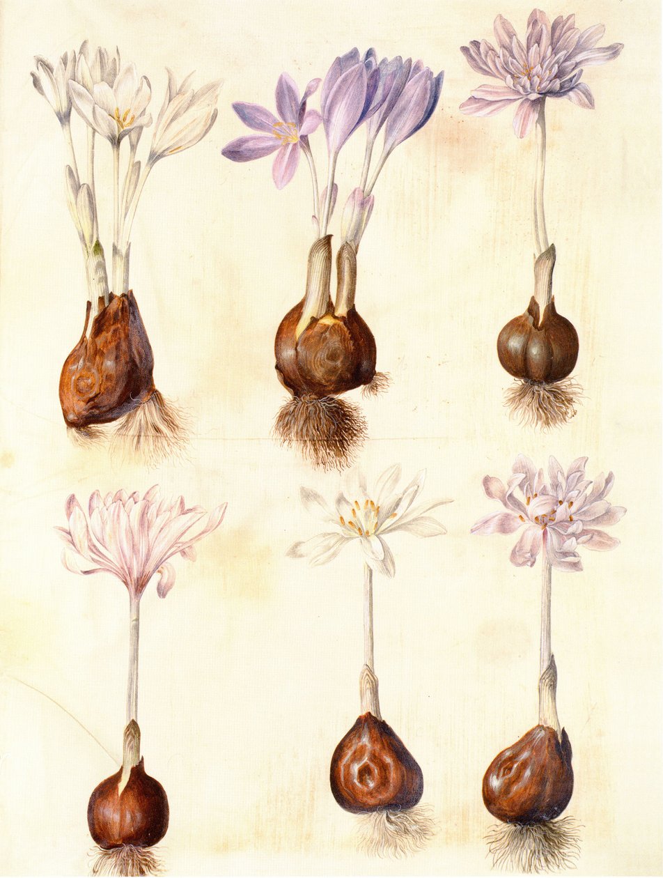 Colchicum autumnale tekijältä Hans Simon Holtzbecker