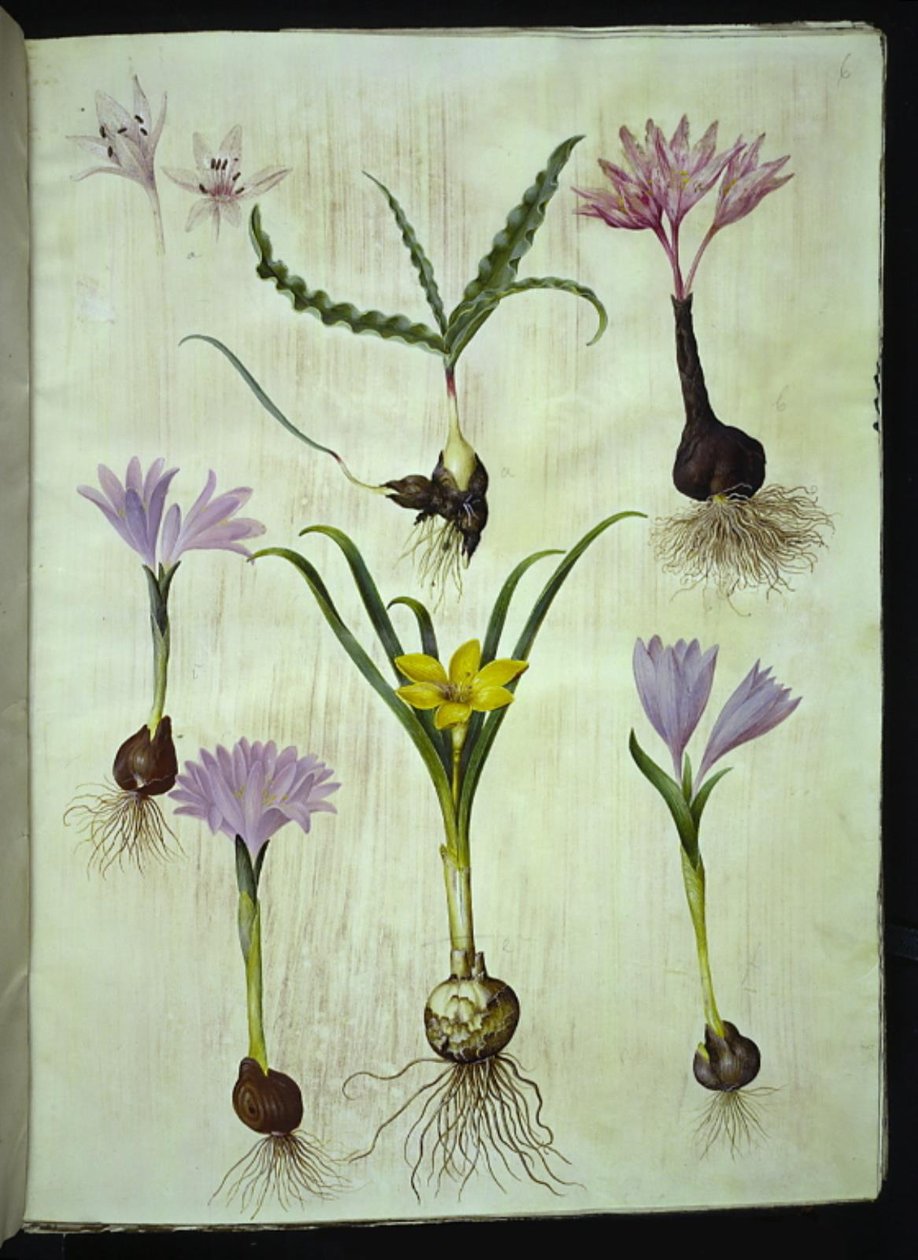 Colchicum kirjava (plettet tidløs); Bulbocodium vernum (vår-lysblomst); Sternbergia lutea (almindelig sternbergia) tekijältä Hans Simon Holtzbecker