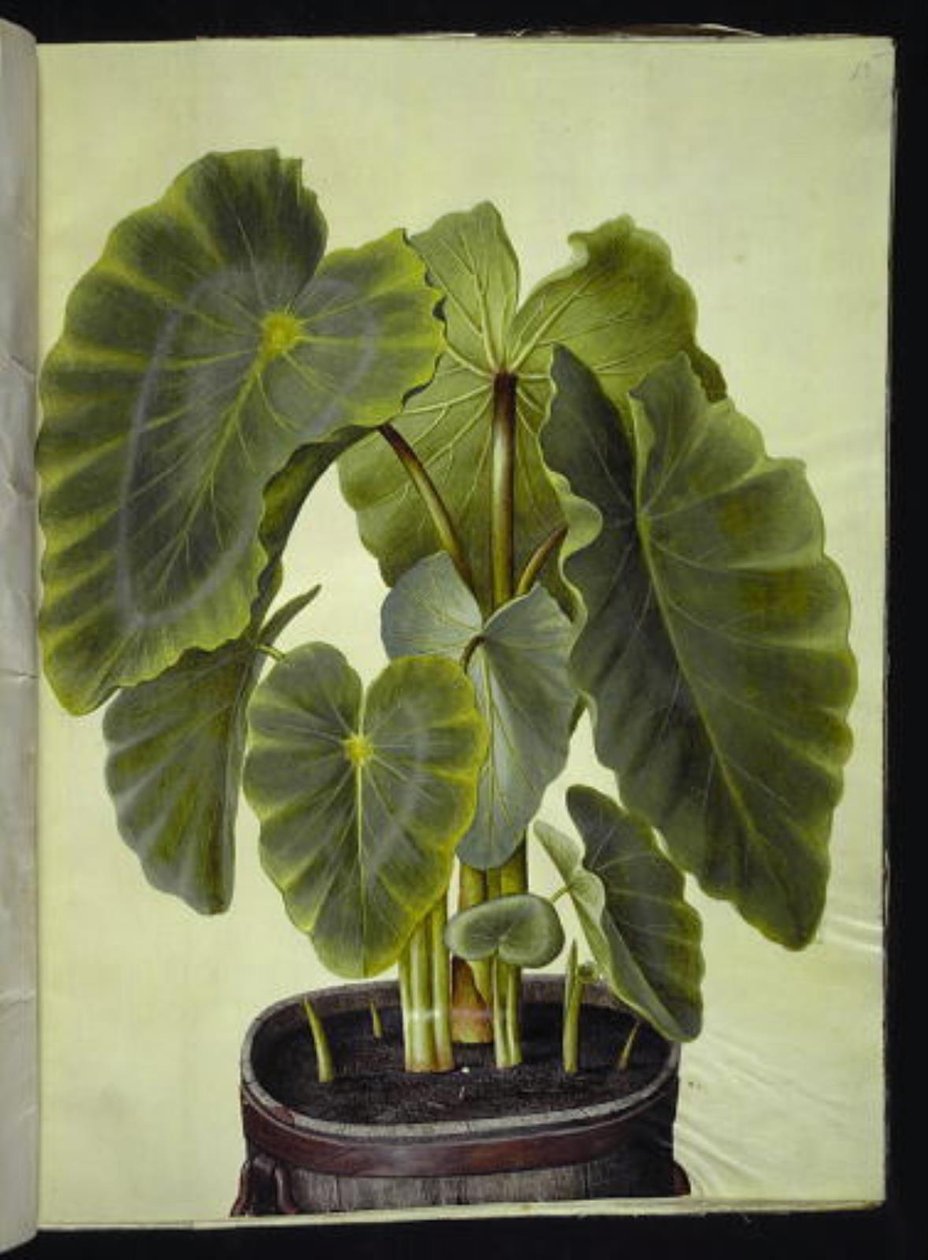 Colocasia esculenta (taro) tekijältä Hans Simon Holtzbecker