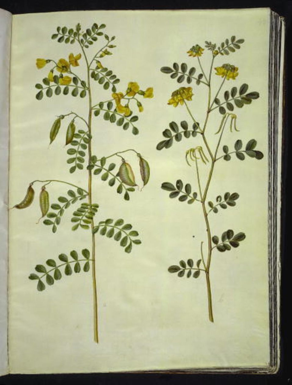 Colutea arborescens (tavallinen rakkomato); Hippocrepis emerus (pensashevosenkenkä) tekijältä Hans Simon Holtzbecker