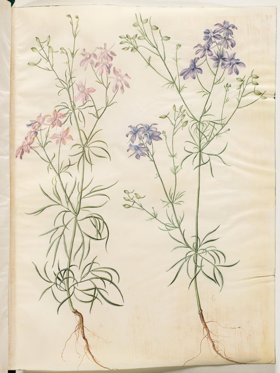 Consolida Regalis (Korn-Riedersfoor) tekijältä Hans Simon Holtzbecker