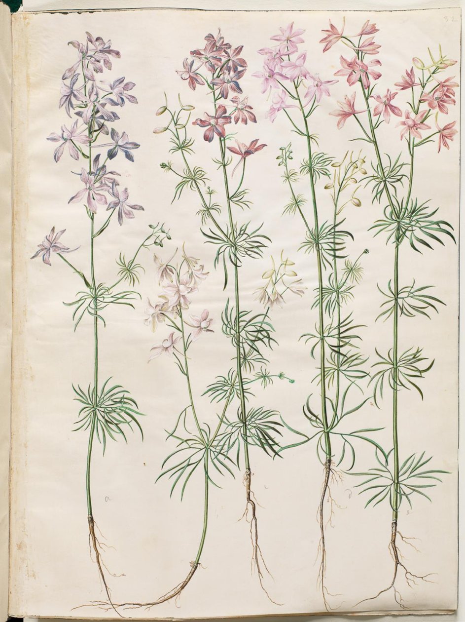 Consolida Regalis (Korn-Riedersfoor) tekijältä Hans Simon Holtzbecker