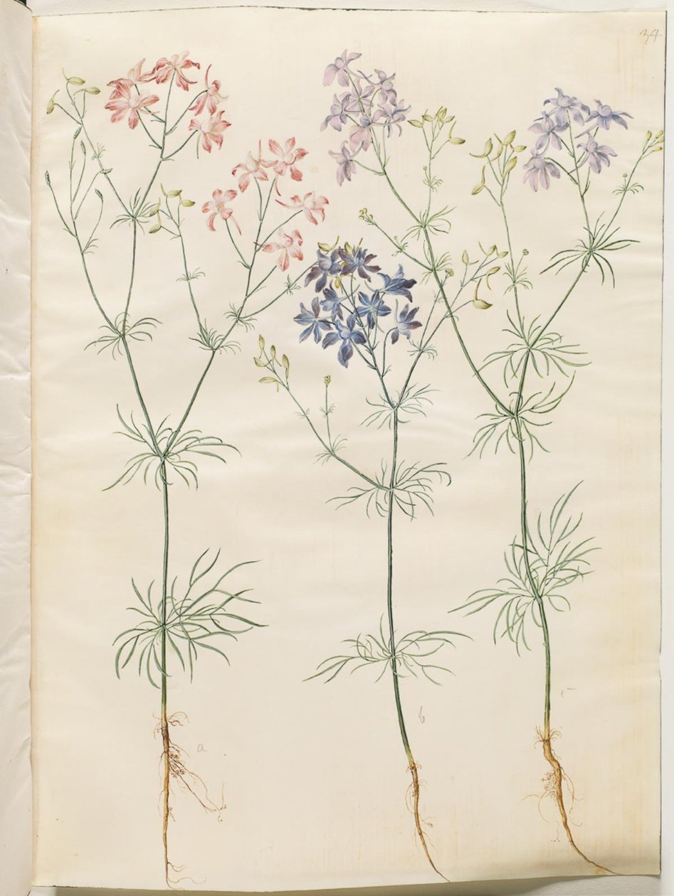 Consolida Regalis (Korn-Riedersfoor) tekijältä Hans Simon Holtzbecker