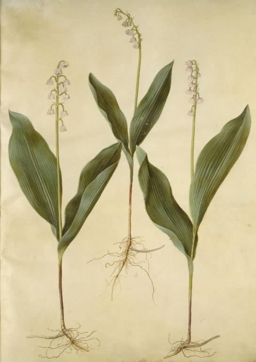 Convallaria majalis (lilja lilja); Convallaria majalis (laakson kielo) tekijältä Hans Simon Holtzbecker