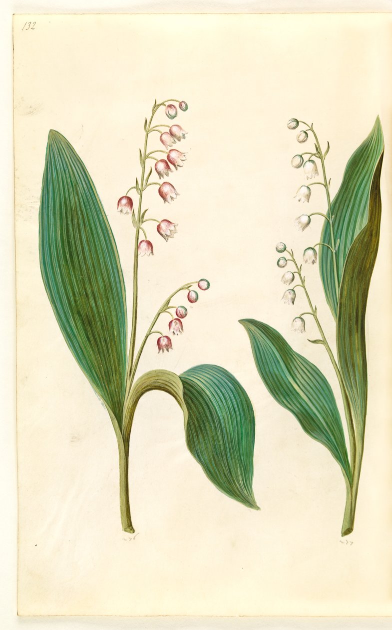 Convallaria majalis rosea (punainen kielo); Convallaria majalis (kielo) tekijältä Hans Simon Holtzbecker