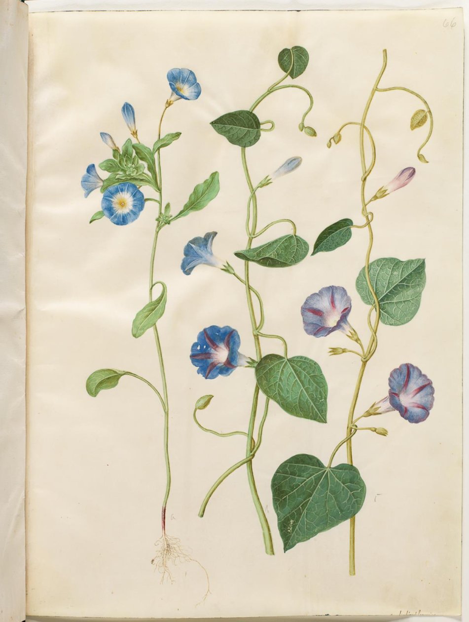 Convolvulus tricolor (neiton hame); Ipomoea purpurea (Purple Magnolia) tekijältä Hans Simon Holtzbecker