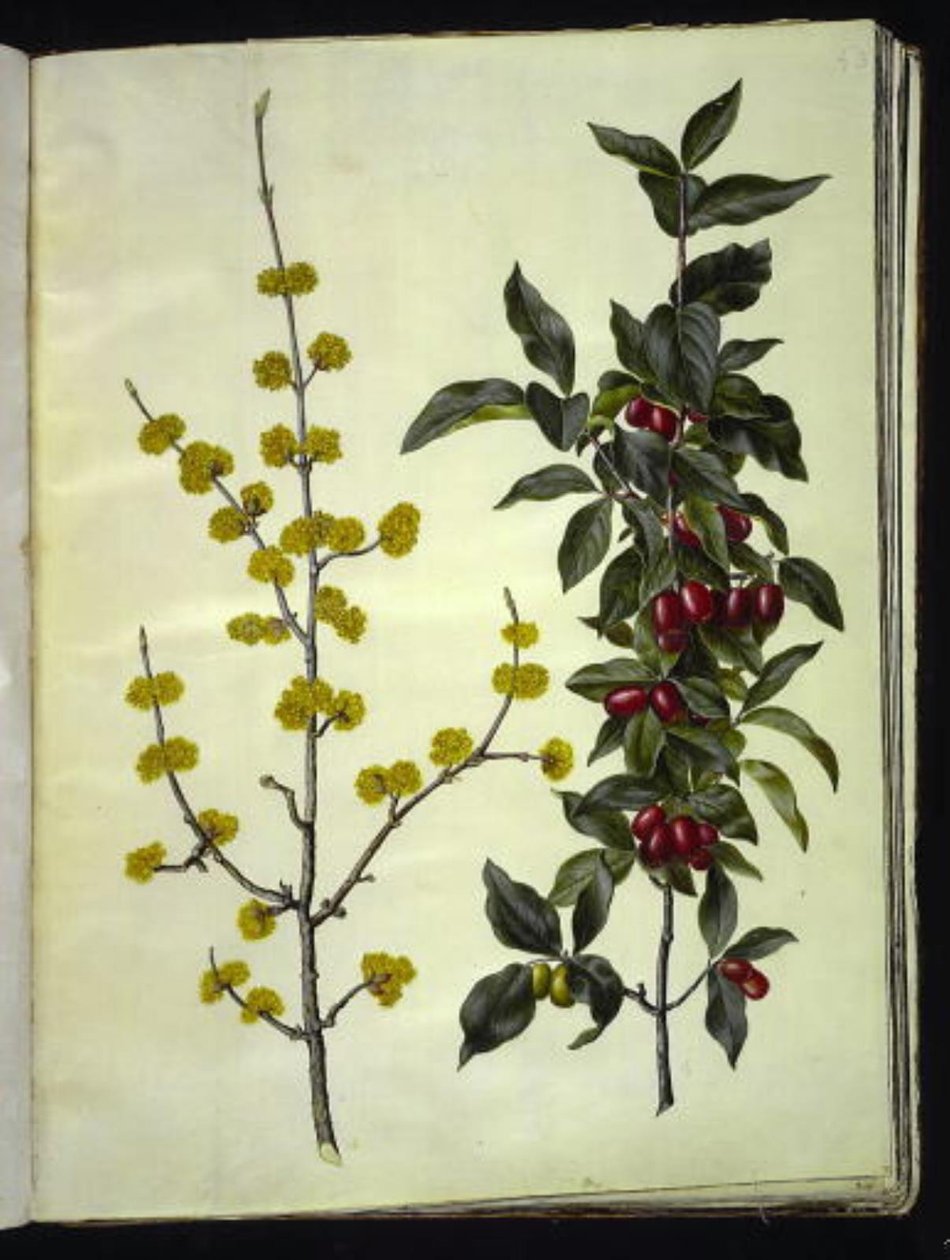 Cornus mas (kirsikkakoira) tekijältä Hans Simon Holtzbecker