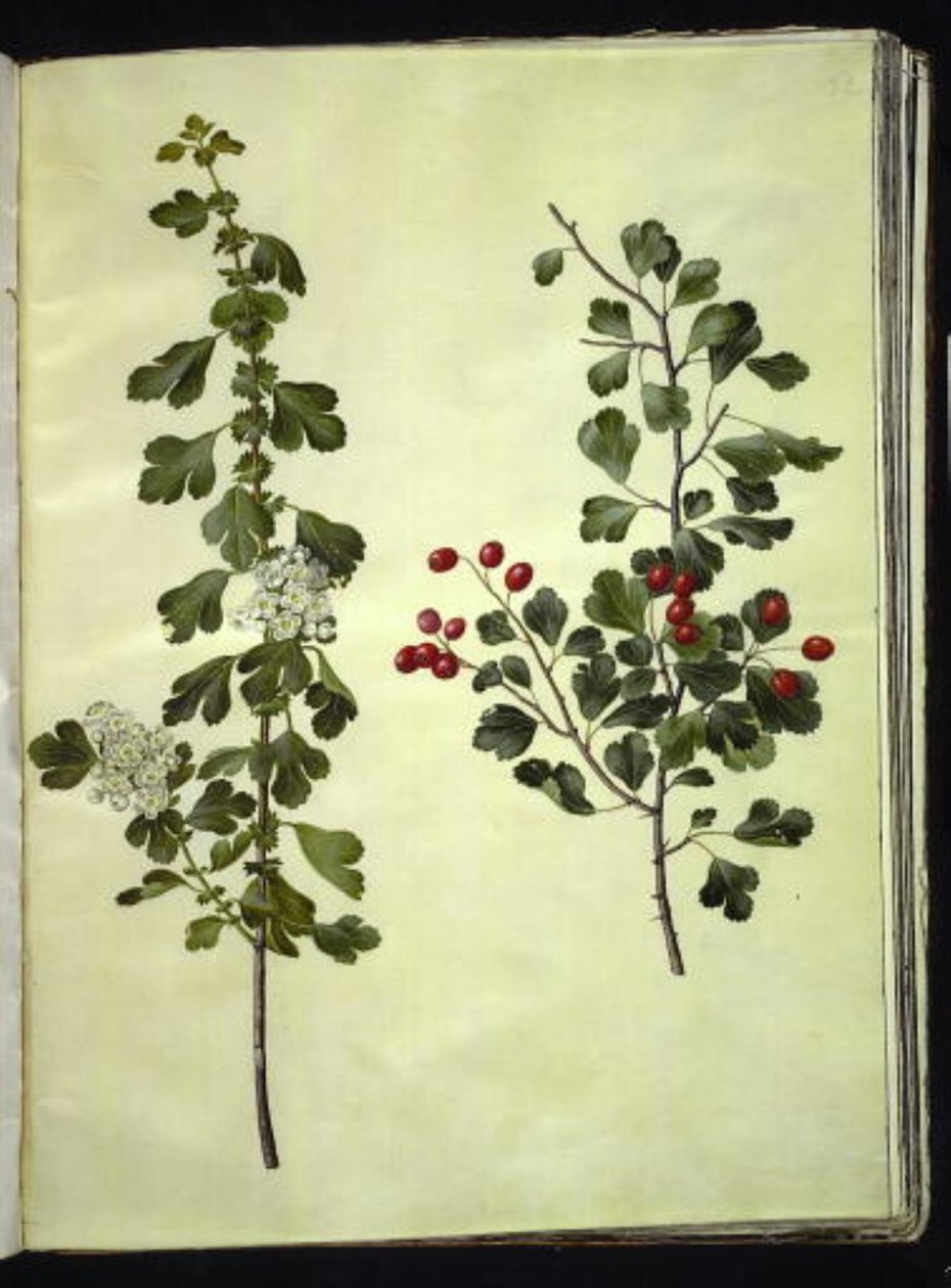 Crataegus laevigata (tavallinen orapihlaja) tekijältä Hans Simon Holtzbecker