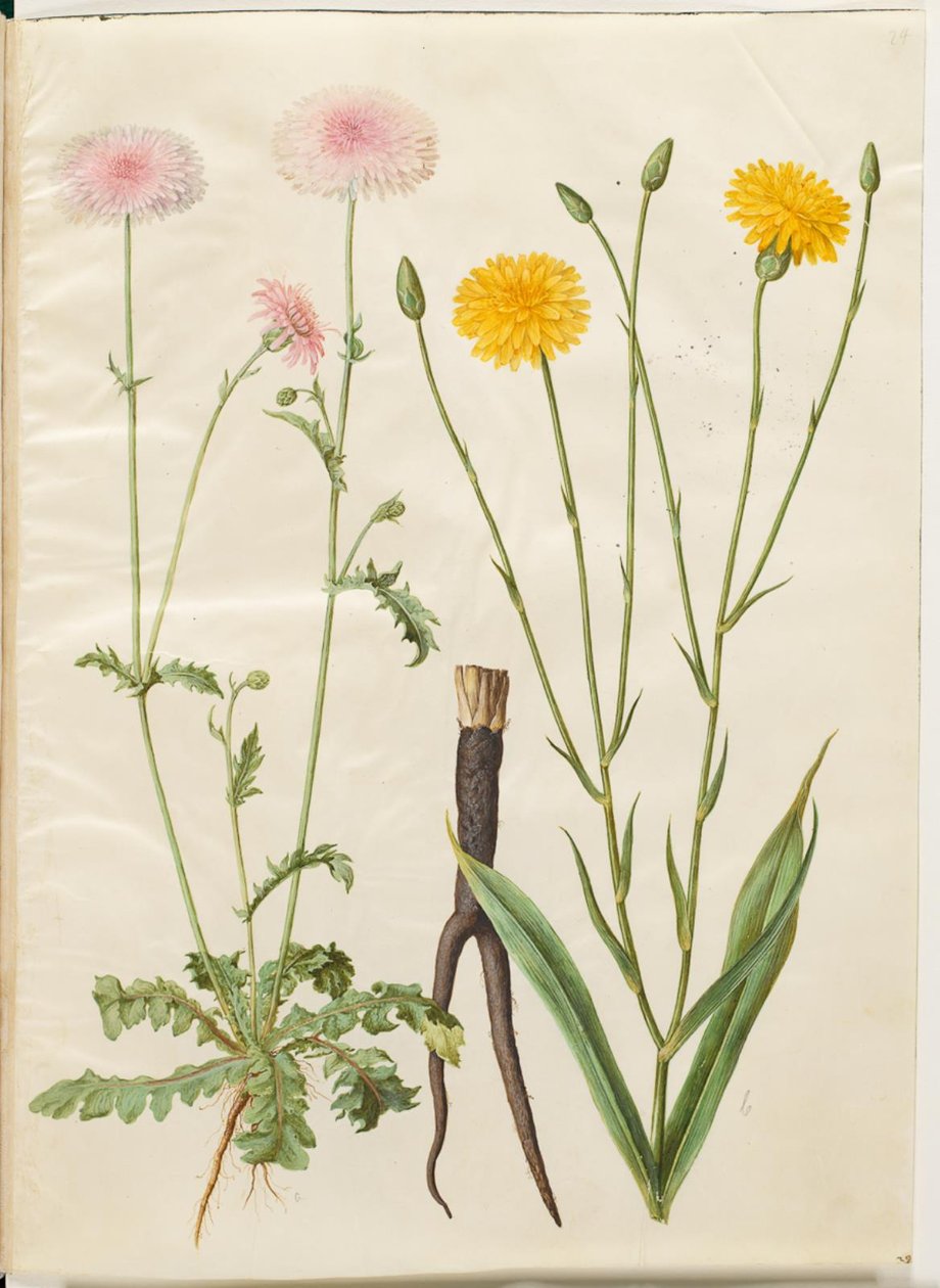 Crepis rubra (punainen haukkanokka); Scorzonera hispanica (puutarhascorzones) tekijältä Hans Simon Holtzbecker
