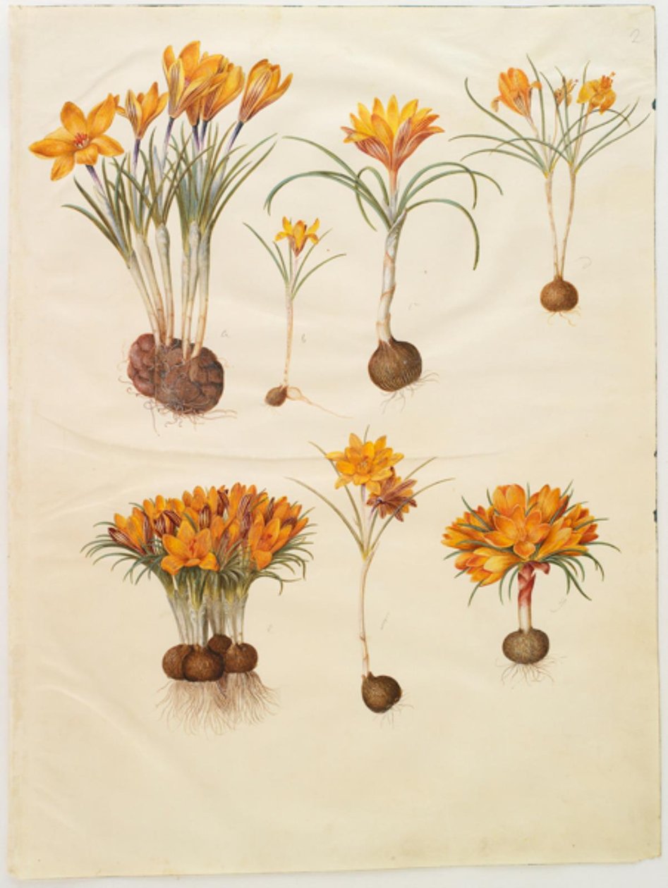 Crocus angustifolius (balkan-crocus) tekijältä Hans Simon Holtzbecker