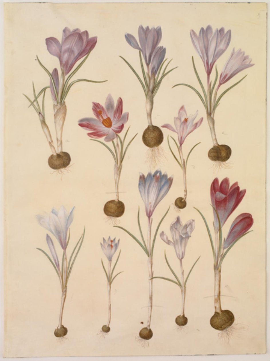 Crocus vernus (kevätkrookus) tekijältä Hans Simon Holtzbecker