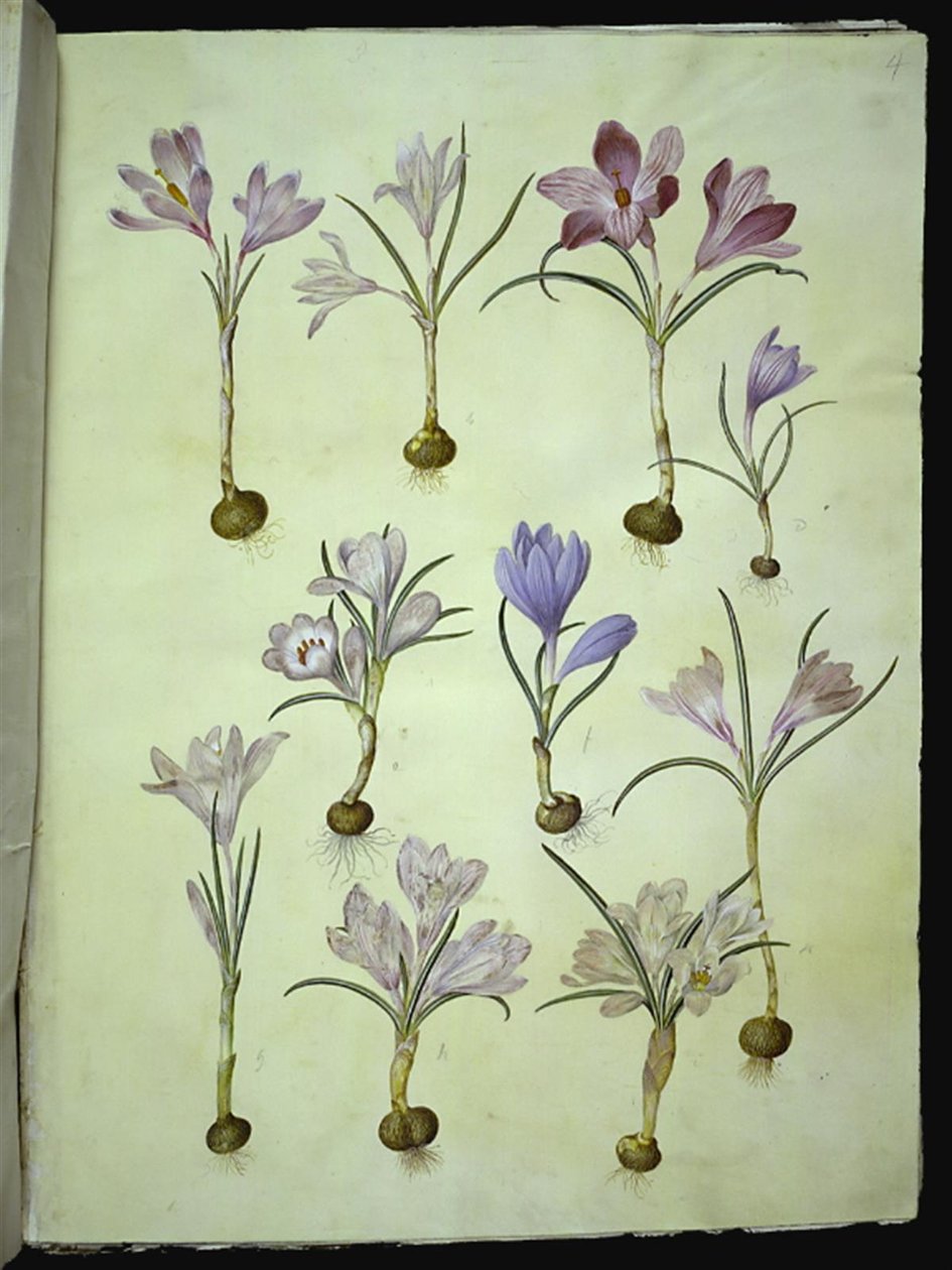 Crocus vernus (kevätkrookus) tekijältä Hans Simon Holtzbecker