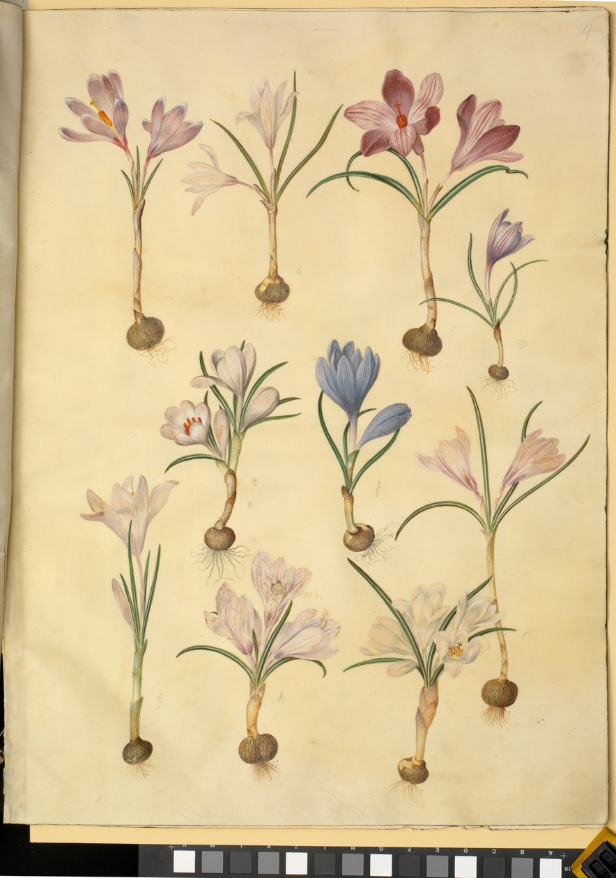 Crocus vernus (luonnonvarainen krookus) tekijältä Hans Simon Holtzbecker