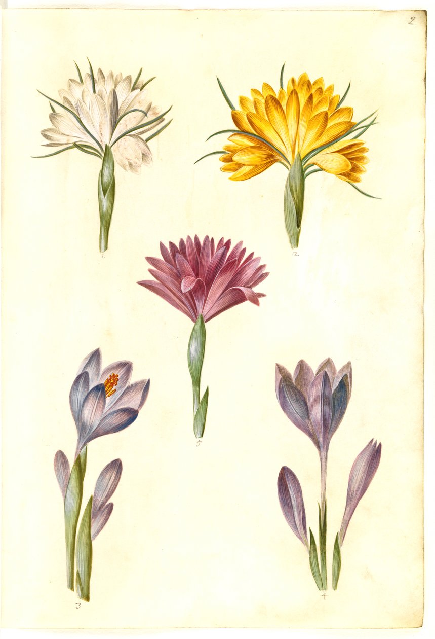 Kevätkrookus (vår-krokus); Crocus tightfolius (balkanin krookus); Bulbocodium vernum (?) (vår-lysblomst) tekijältä Hans Simon Holtzbecker