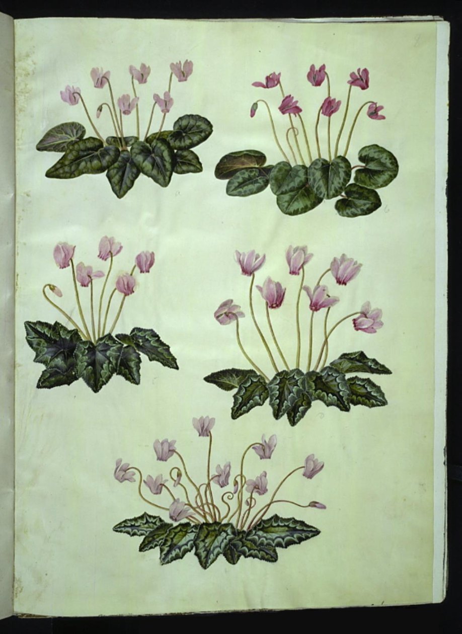 Cyclamen purpurascens (aito alppivioletti); Cyclamen hederifolium (muratinlehtinen alppivioletti) tekijältä Hans Simon Holtzbecker