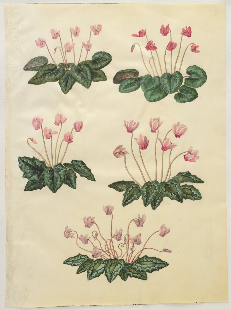 Cyclamen purpurascens; Cyclamen hederifolium tekijältä Hans Simon Holtzbecker