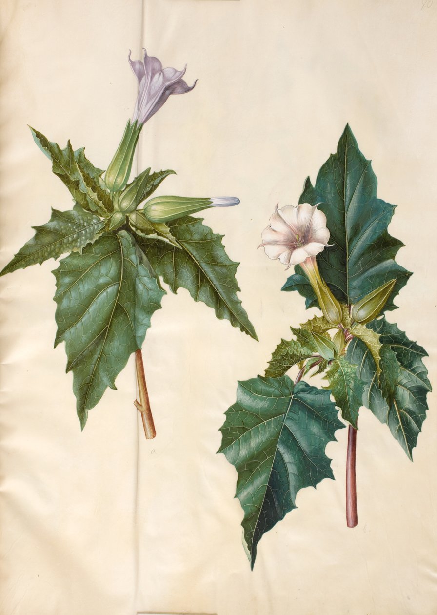 Datura stramonium (yleinen neitontukkaomena) tekijältä Hans Simon Holtzbecker