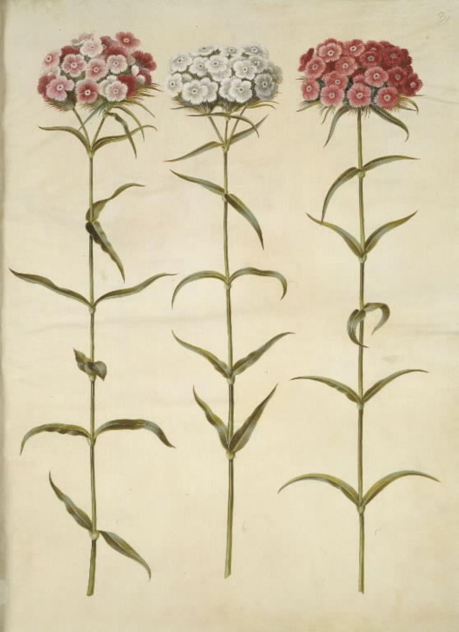 Dianthus barbatus (opiskelijaneilika) tekijältä Hans Simon Holtzbecker