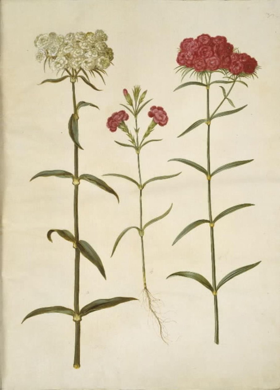 Dianthus barbatus (opiskelija neilikka); Dianthus (neilikkalaji) tekijältä Hans Simon Holtzbecker