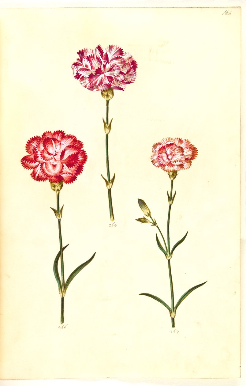 Dianthus caryophyllus (puutarhan neilikka) tekijältä Hans Simon Holtzbecker