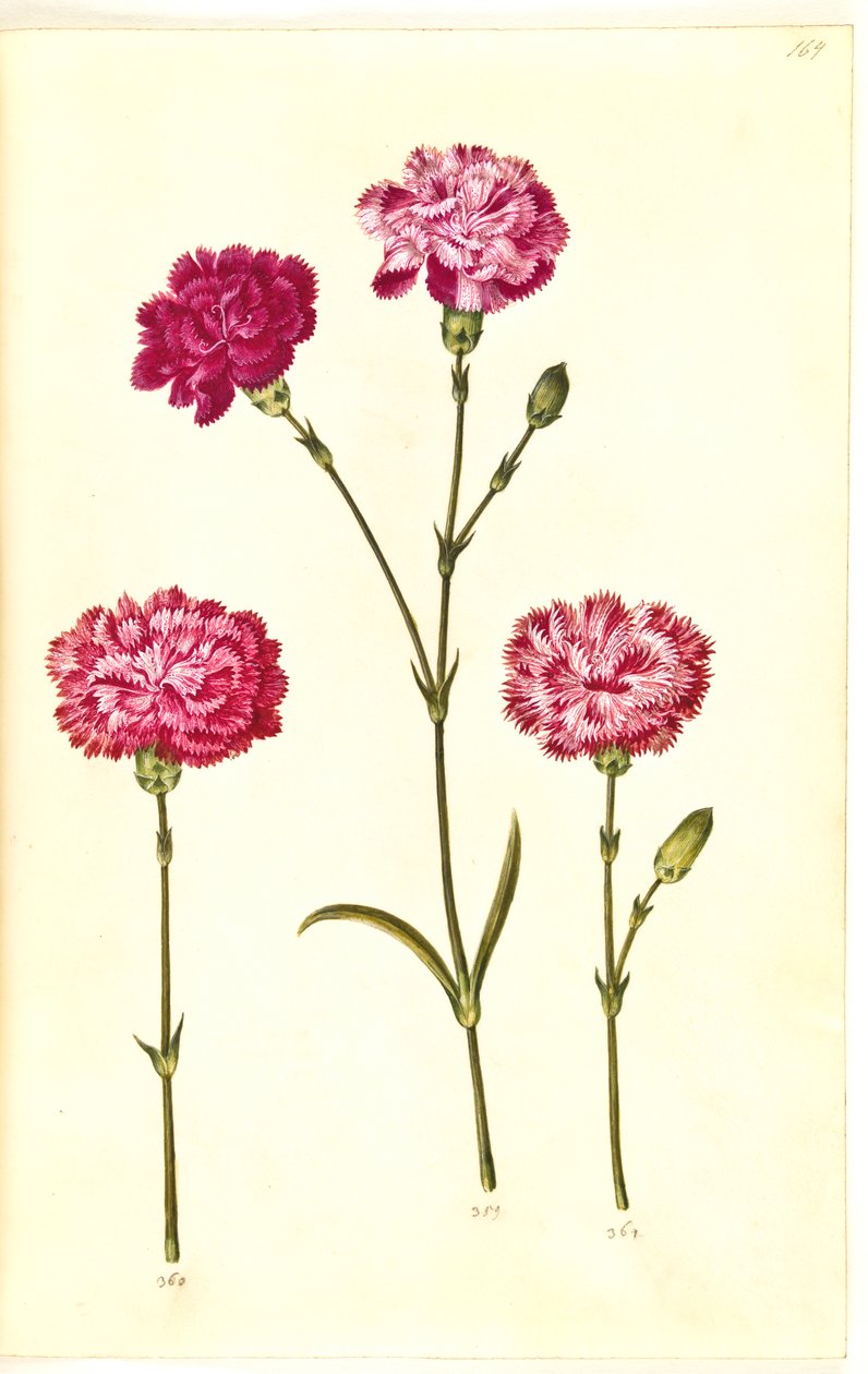 Dianthus caryophyllus (puutarhan neilikka) tekijältä Hans Simon Holtzbecker