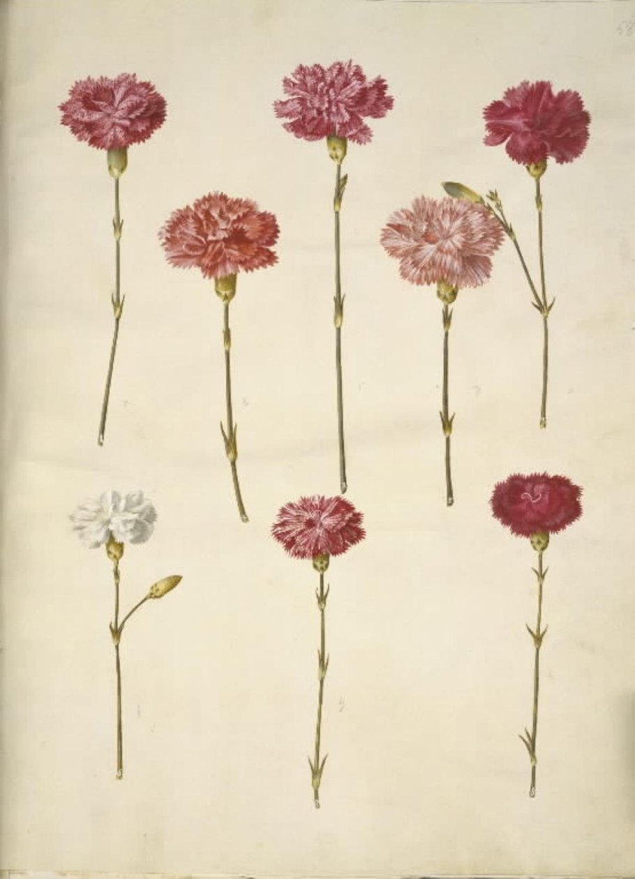 Dianthus caryophyllus (puutarhan neilikka) tekijältä Hans Simon Holtzbecker