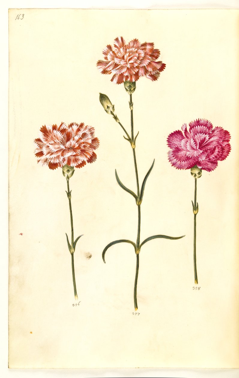 Dianthus caryophyllus (puutarhan neilikka) tekijältä Hans Simon Holtzbecker