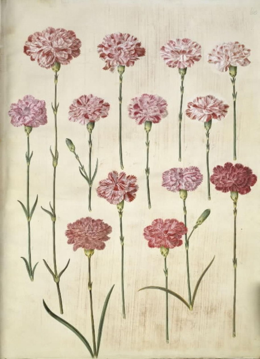 Dianthus caryophyllus (puutarhan neilikka) tekijältä Hans Simon Holtzbecker