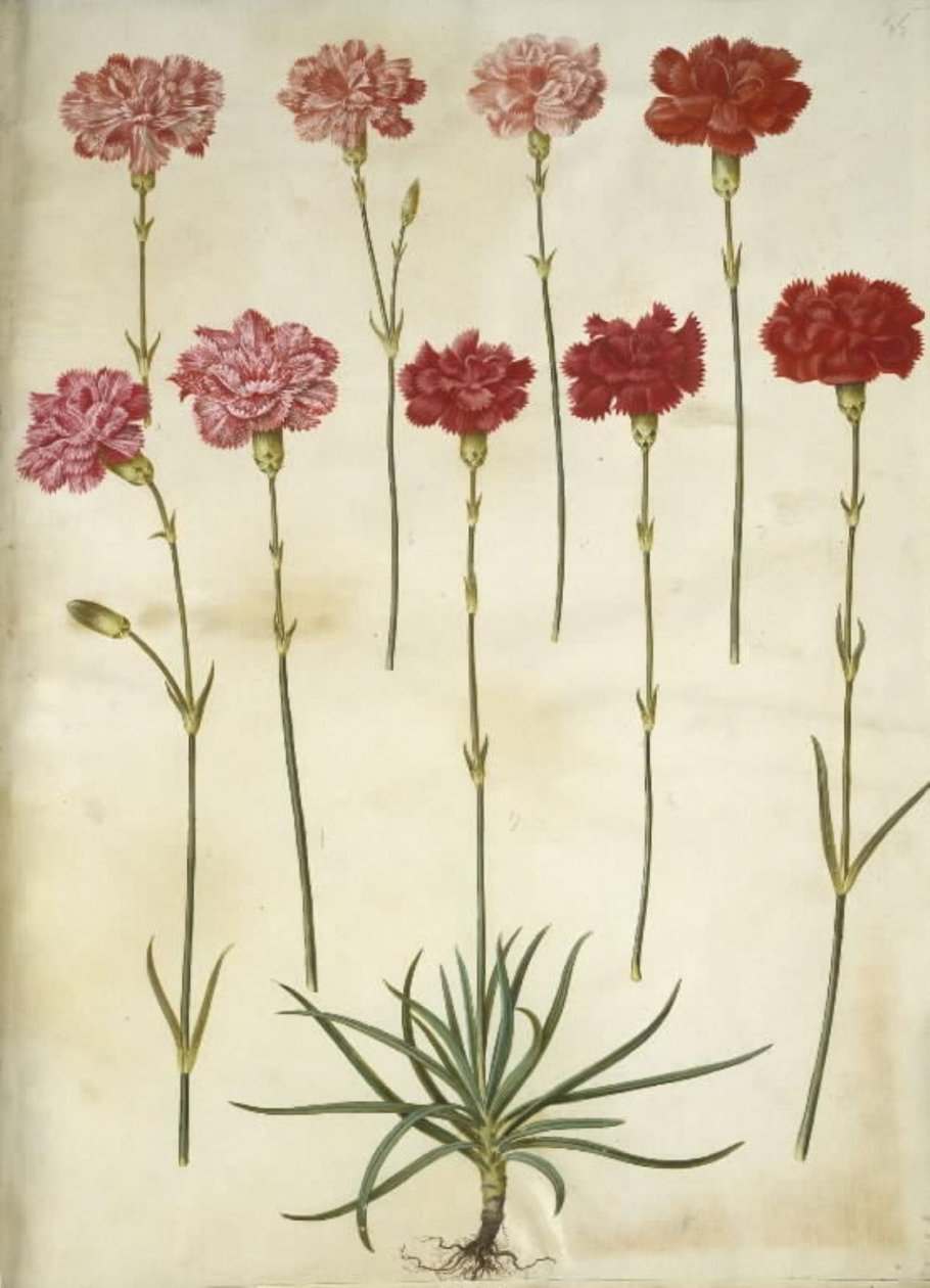 Dianthus caryophyllus (puutarhan neilikka) tekijältä Hans Simon Holtzbecker