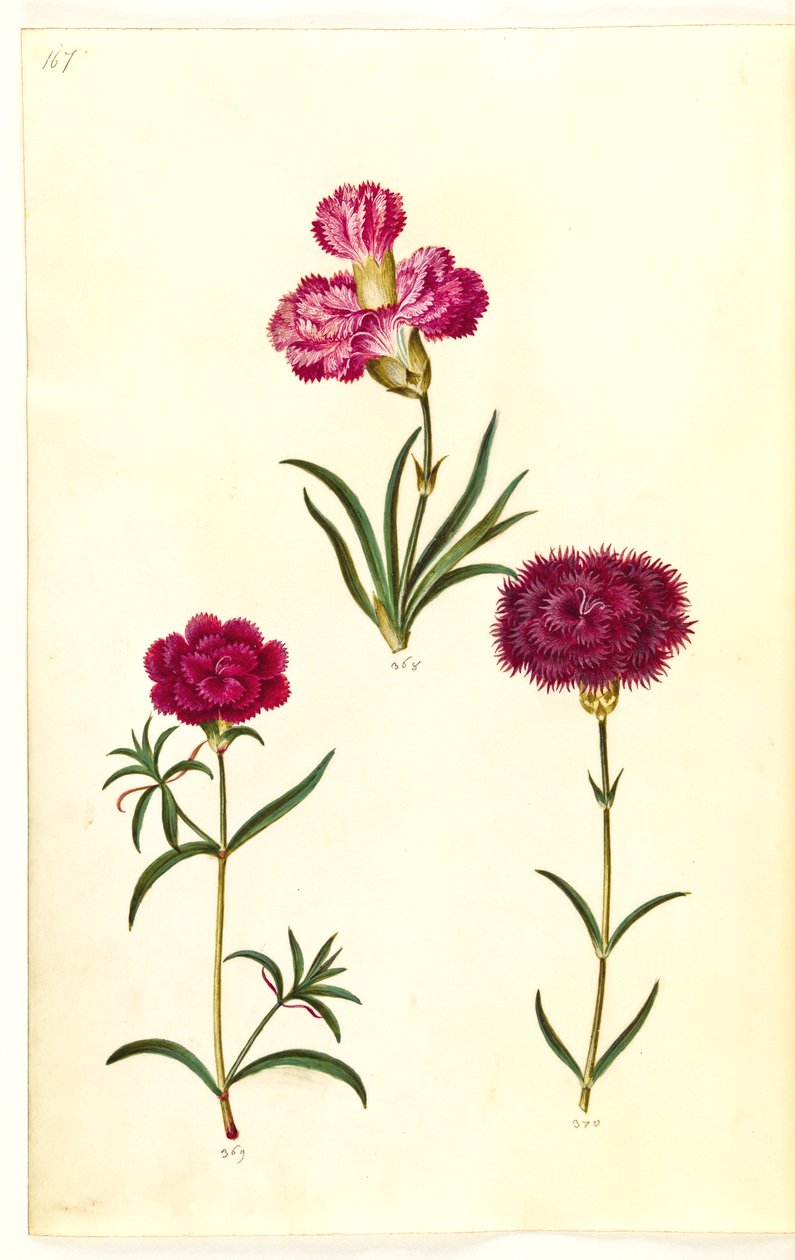 Dianthus caryophyllus (puutarhan neilikka) tekijältä Hans Simon Holtzbecker