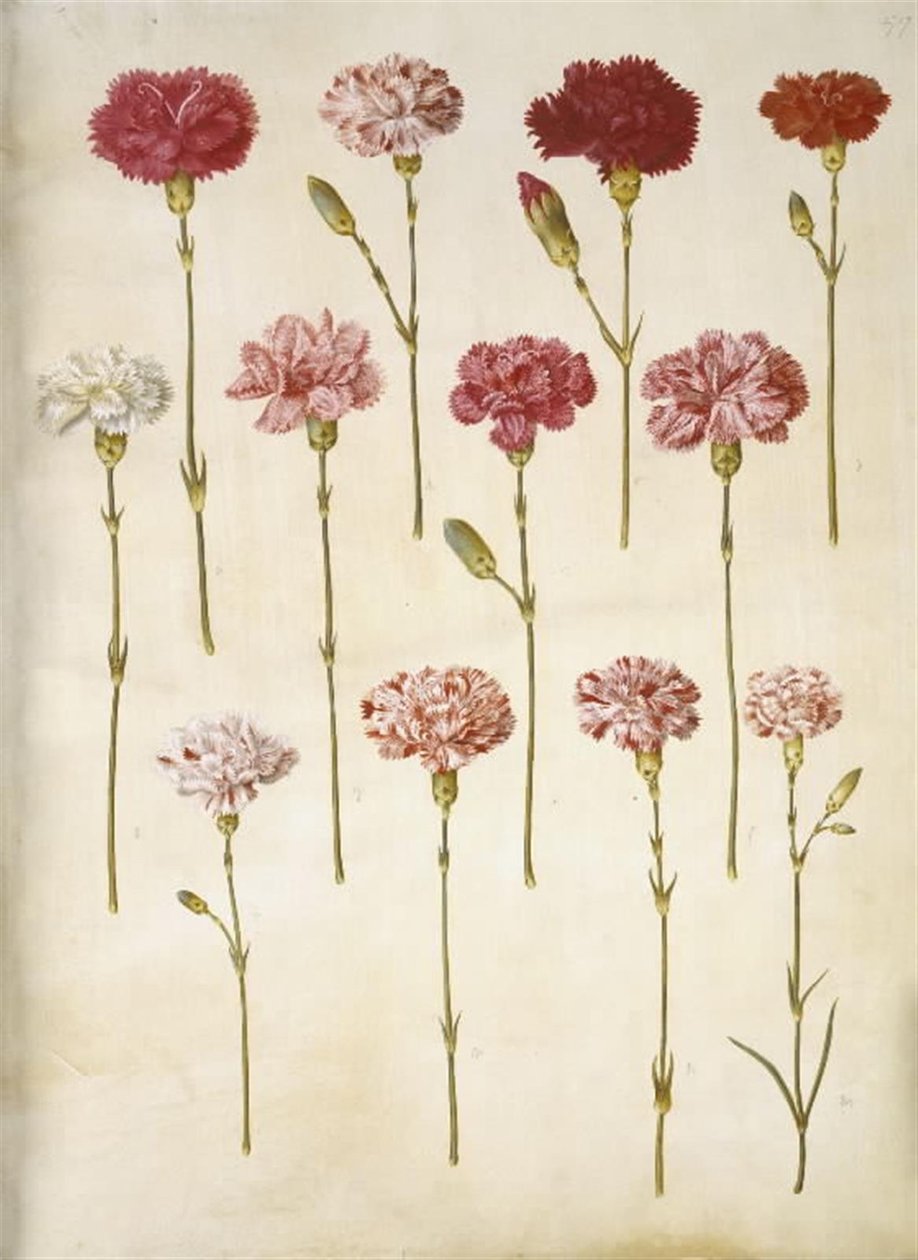 Dianthus caryophyllus (puutarhan neilikka) tekijältä Hans Simon Holtzbecker